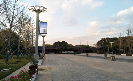 在這綠樹成蔭的公園里，我是一棵特別的“樹”